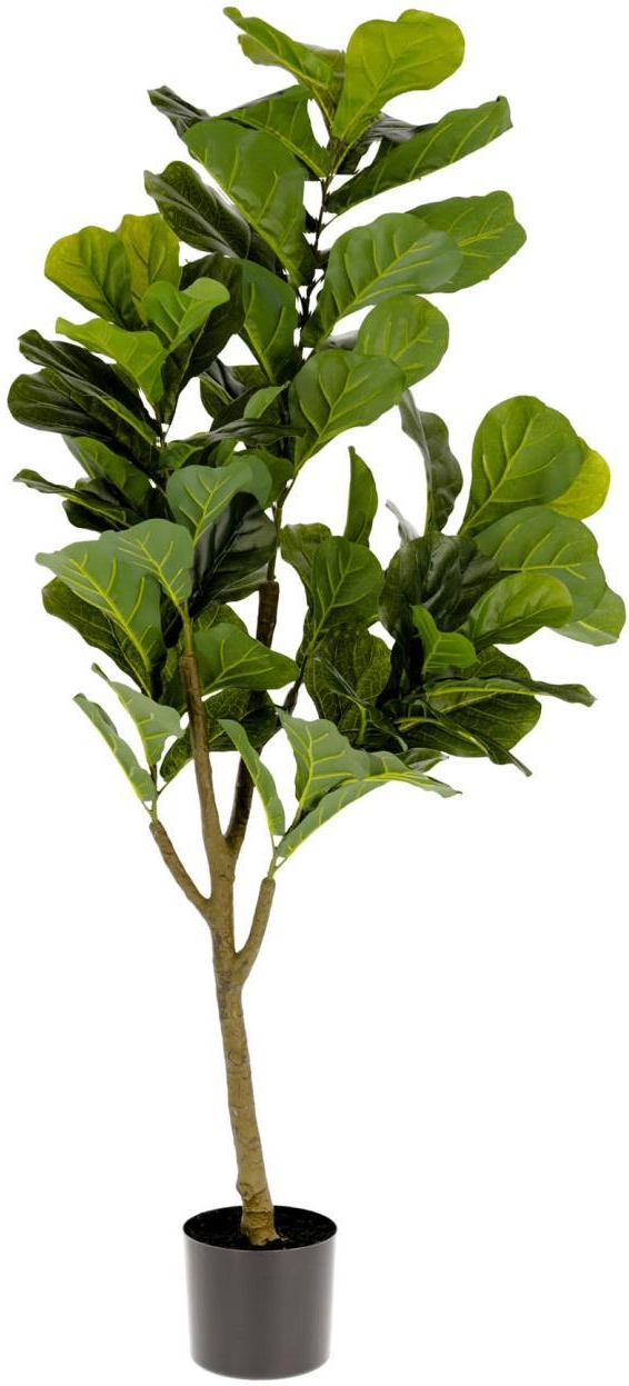 Kunstig plante Kave Home Ficus-serien 150x60 cm grøn/sort  -  moderne boligdekoration