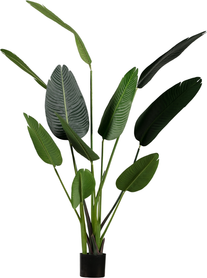 Kunstig stueplante WOOOD Strelitzia H164 x B63 x L96 cm grøn i sort beholder